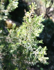 Erica arborea