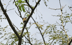 Picumnus granadensis