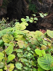 Actinidia chinensis