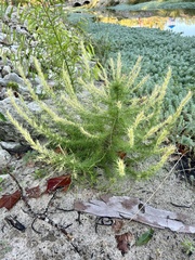 Eupatorium capillifolium