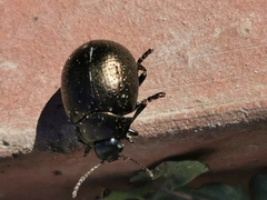 Chrysolina vernalis