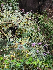 Buddleja davidii