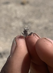 Litaneutria ocularis