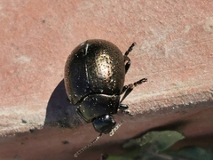 Chrysolina vernalis