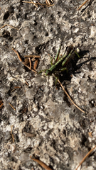 Booneacris glacialis