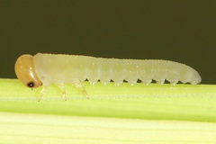 Dolerus nigratus