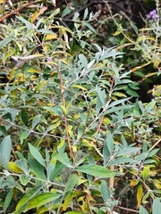 Buddleja davidii