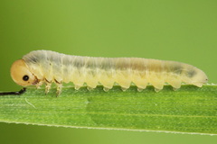 Dolerus nigratus