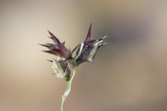 Cenchrus echinatus
