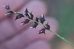 Cenchrus echinatus