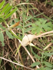 Vicia grandiflora