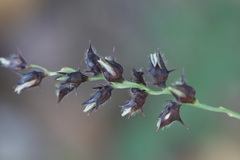 Cenchrus echinatus