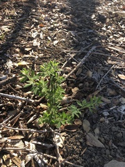 Genista monspessulana