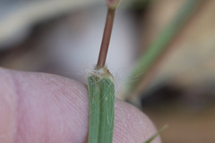 Cenchrus echinatus
