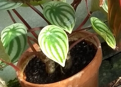 Peperomia argyreia