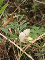 Vicia grandiflora