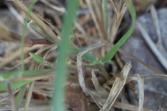 Cenchrus echinatus