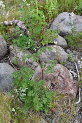 Thalictrum minus