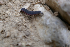 Nyctophila reichii