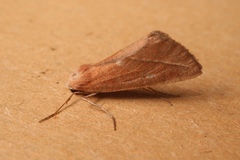 Compsoptera opacaria