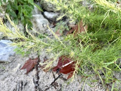 Eupatorium capillifolium