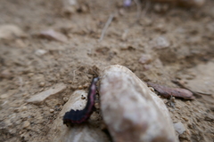 Nyctophila reichii