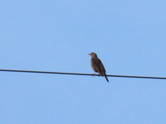 Turdus philomelos