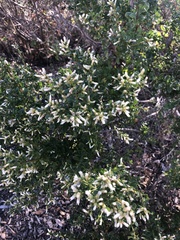 Baccharis pilularis consanguinea