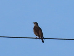 Turdus philomelos