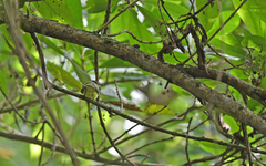 Tolmomyias flavotectus