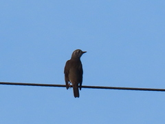Turdus philomelos