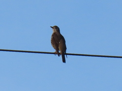 Turdus philomelos