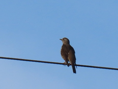 Turdus philomelos