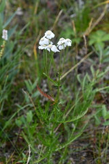 Achillea impatiens