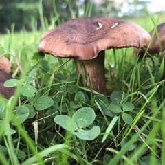 Tricholoma fulvum