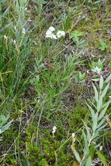 Achillea impatiens