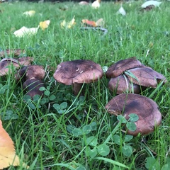Tricholoma fulvum