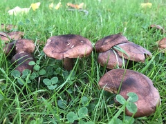 Tricholoma fulvum