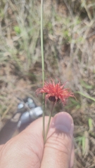 Isostigma peucedanifolium