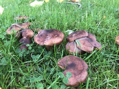 Tricholoma fulvum