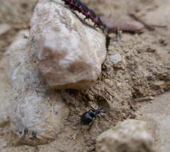 Nyctophila reichii
