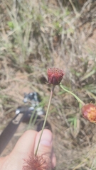 Isostigma peucedanifolium