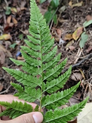 Davallia trichomanoides