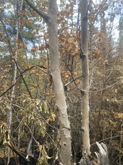 Betula neoalaskana