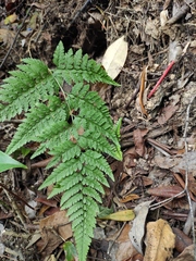 Davallia trichomanoides