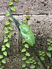 Agalychnis dacnicolor