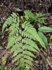 Davallia divaricata