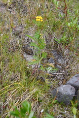 Tanacetum vulgare boreale