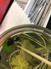 Hydrocotyle ranunculoides