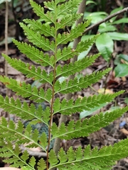 Davallia divaricata